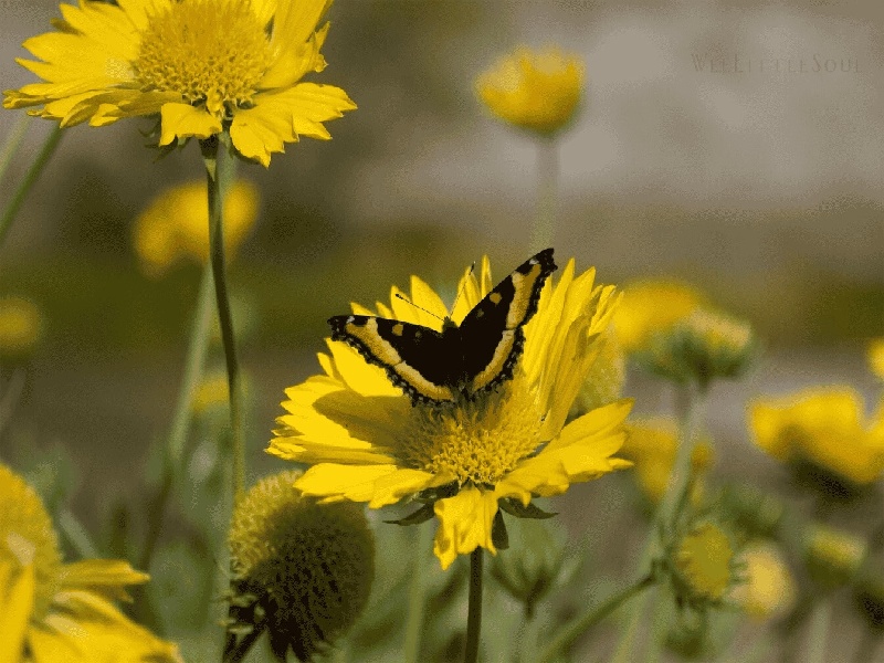 试管最怕打屁股针,试管排卵自然周期